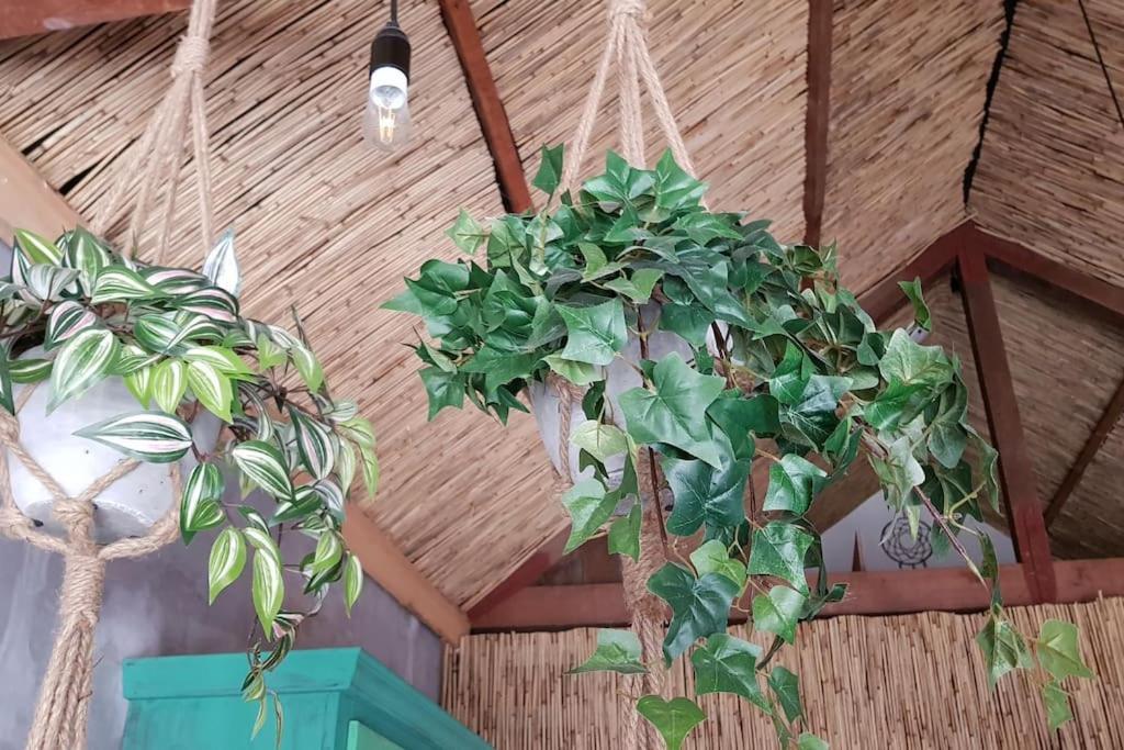 Balistyle Guesthouse Incl Hottub Near Amsterdam And Haarlem Velsen-Zuid Εξωτερικό φωτογραφία